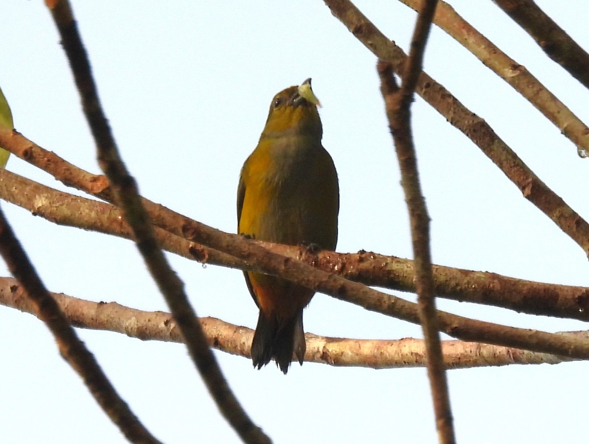 Рыжебрюхая эуфония - ML647757935