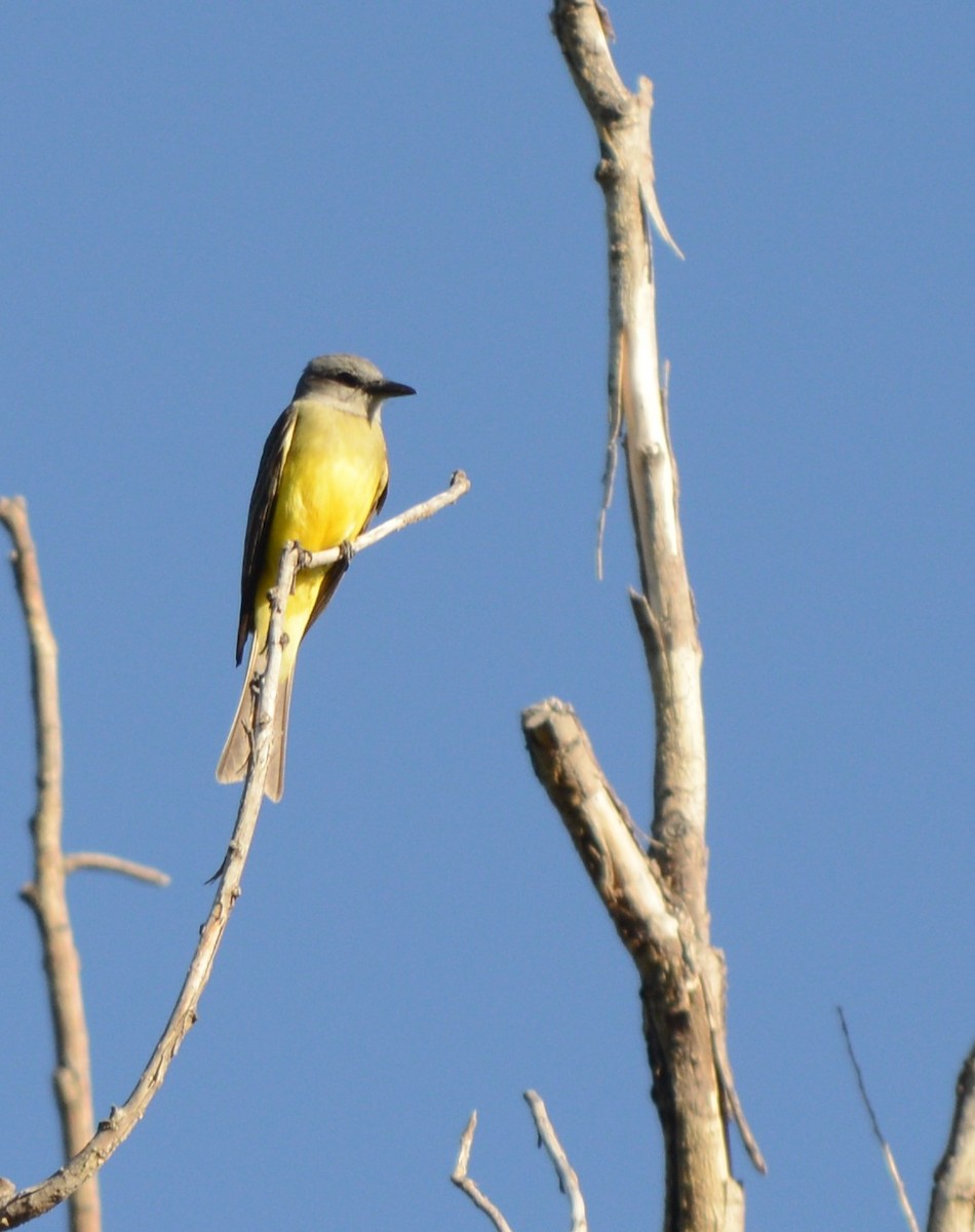 Королевский тиранн - ML647757936