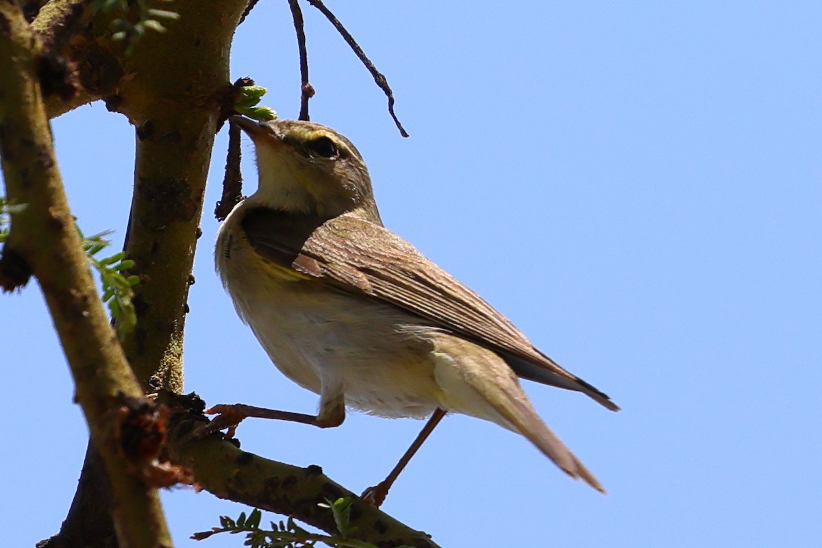 Пеночка-весничка - ML647757938