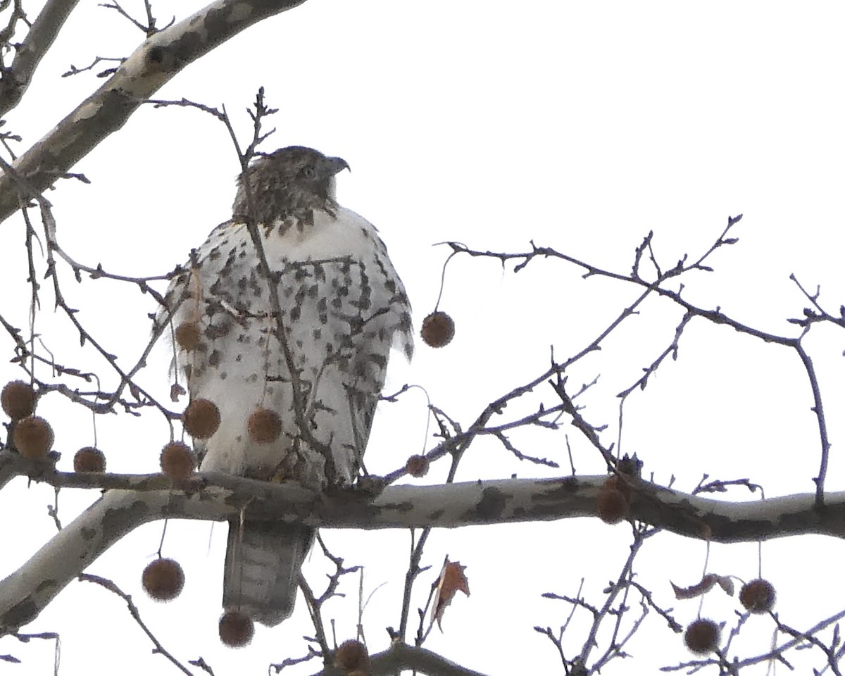 Краснохвостый канюк - ML647757940