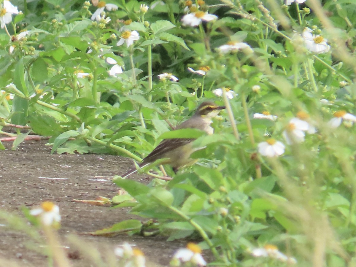 Берингийская жёлтая трясогузка (Зеленоголовая) - ML647757942
