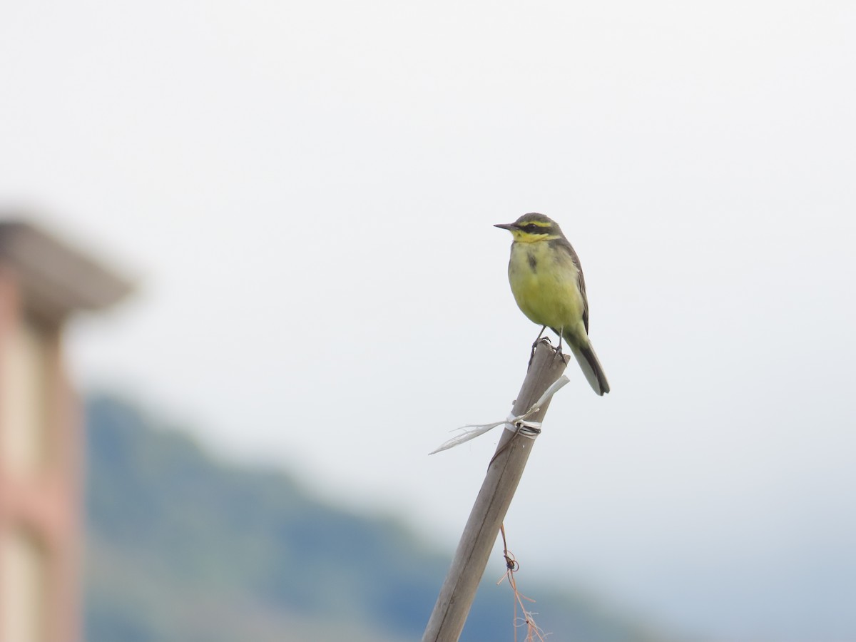 Берингийская жёлтая трясогузка (Зеленоголовая) - ML647757943