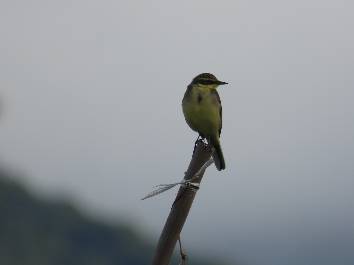 Берингийская жёлтая трясогузка (Зеленоголовая) - ML647757944