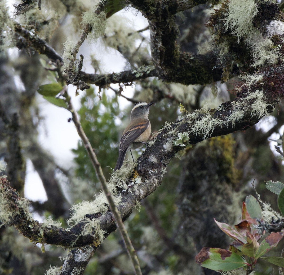 Буроспинная тираннита - ML647757945