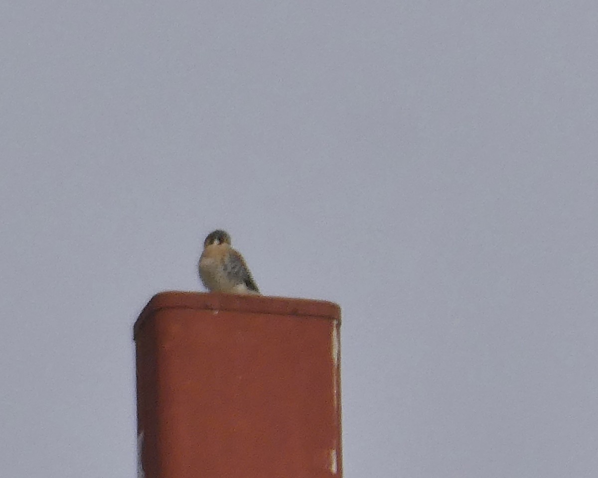 Воробьиная пустельга - ML647757946