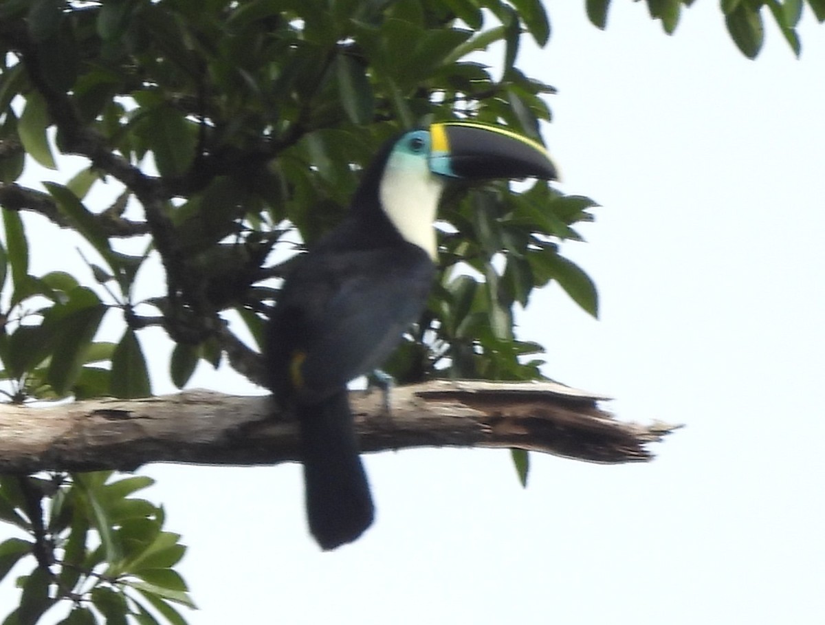 Тукан-ариель (culminatus/pintoi) - ML647757947