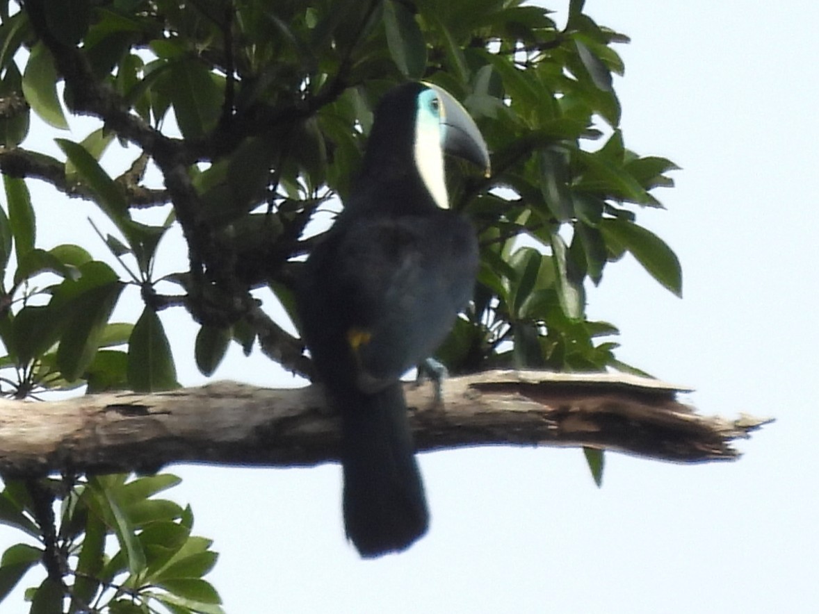 Тукан-ариель (culminatus/pintoi) - ML647757948