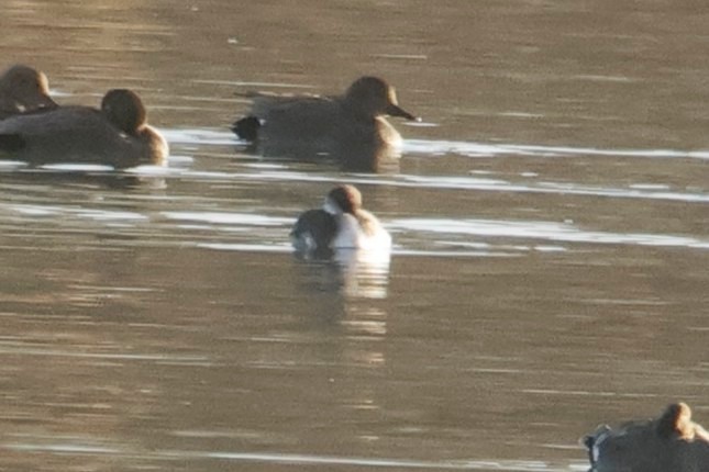 Red-necked Grebe - ML647757954