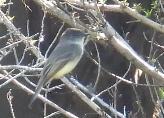 Eastern Phoebe - ML647757955