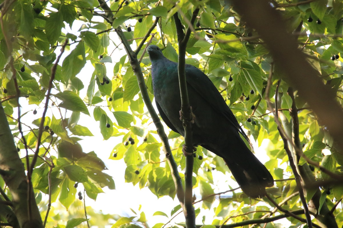 Mor Japon Güvercini - ML647757964