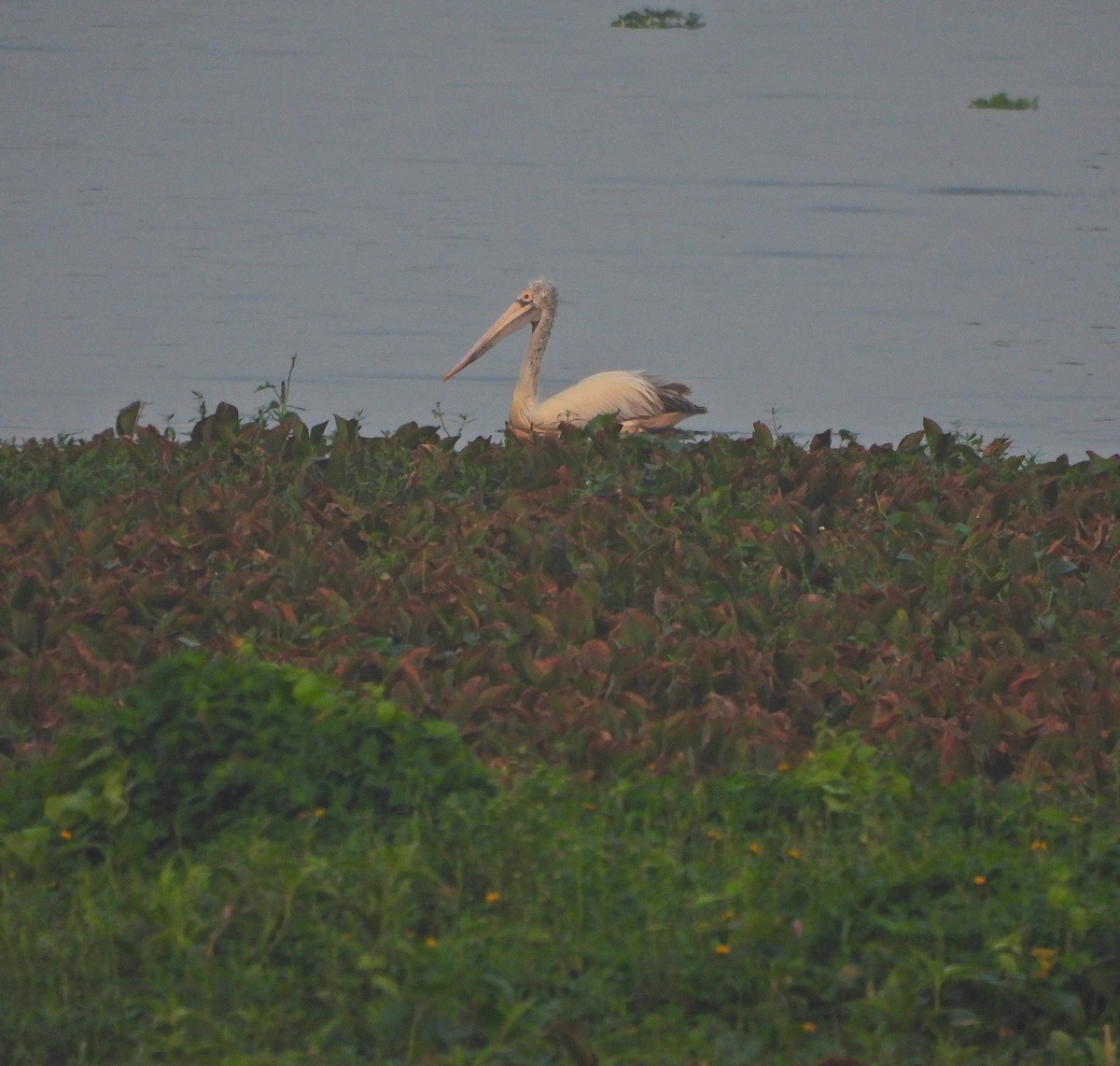 Hint Pelikanı - ML647757971