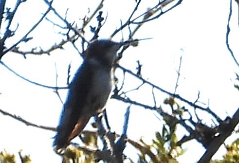 Рубиновогорлый колибри - ML647758000