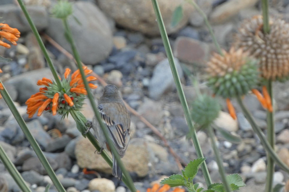 Band-tailed Seedeater - ML647758013
