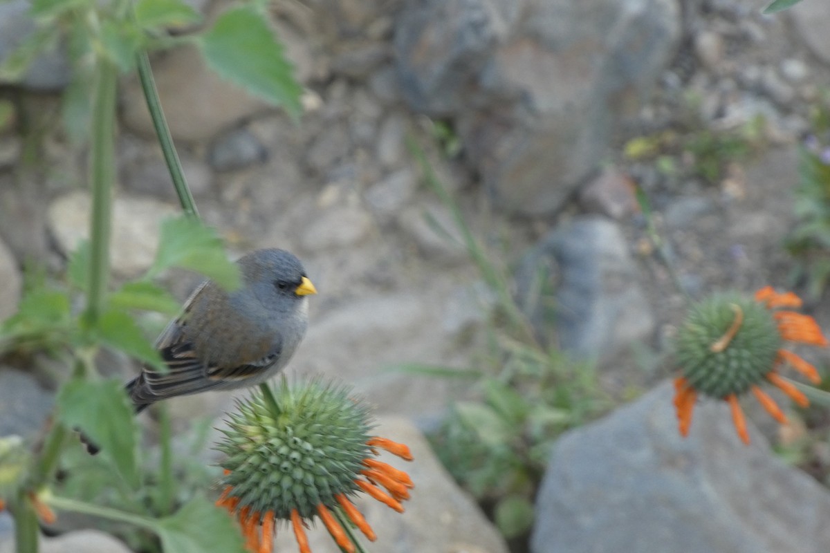 Band-tailed Seedeater - ML647758014