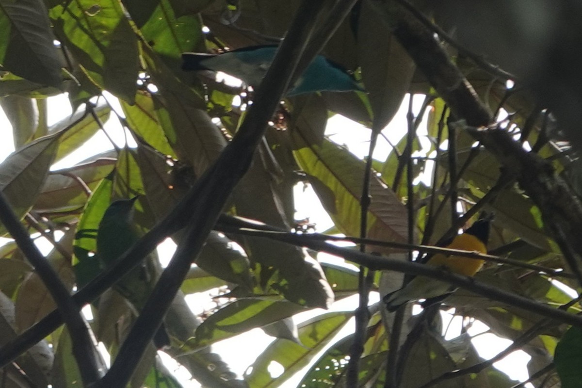 White-vented Euphonia - ML647758020