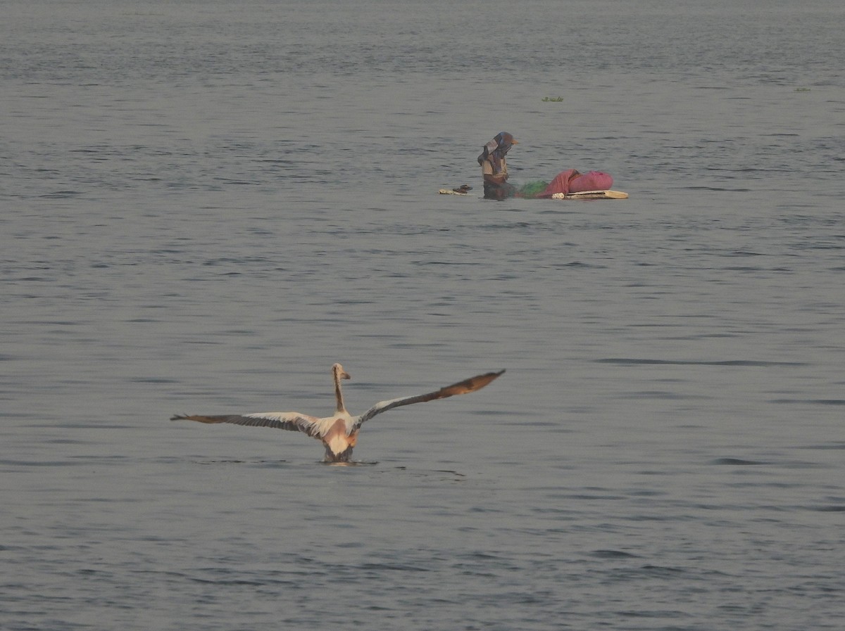 Hint Pelikanı - ML647758031