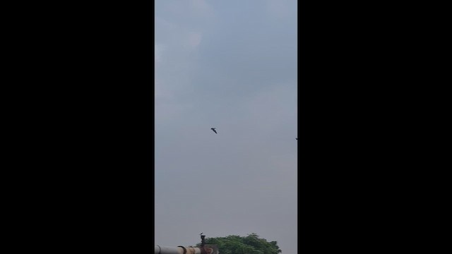 Hint Pelikanı - ML647758085