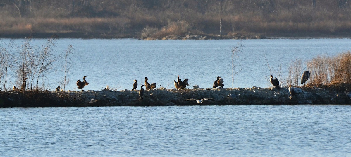 Double-crested Cormorant - ML647758091