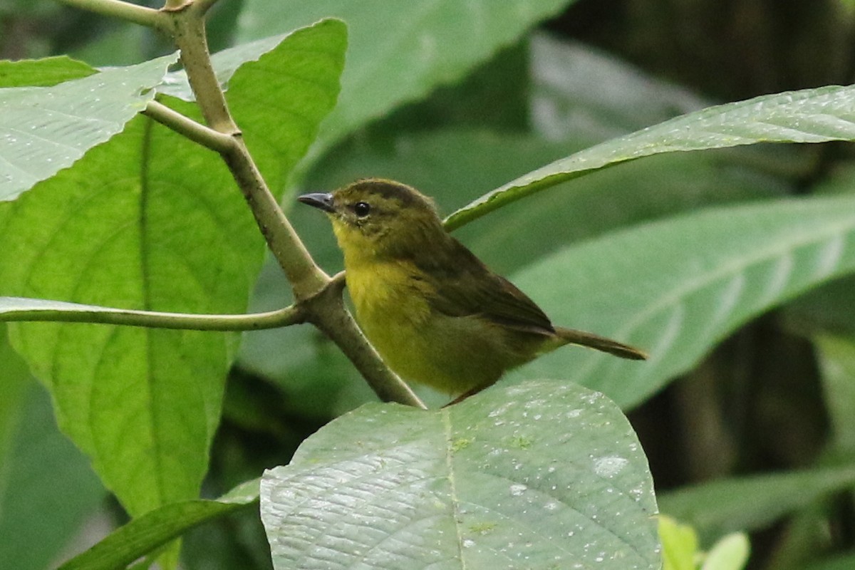 Chocówaldsänger - ML647758115