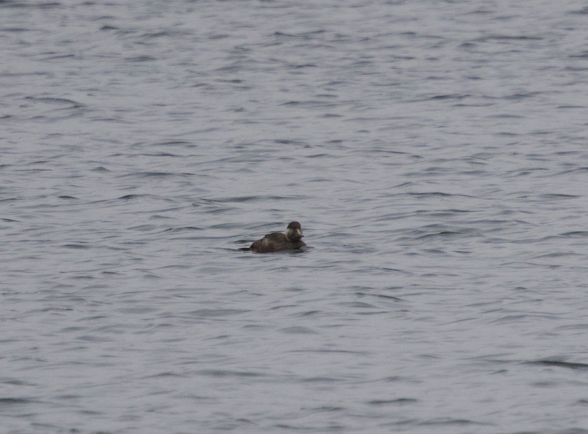Common Scoter - ML647758130