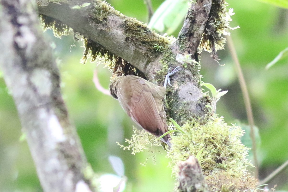 Spotted Woodcreeper - ML647758131