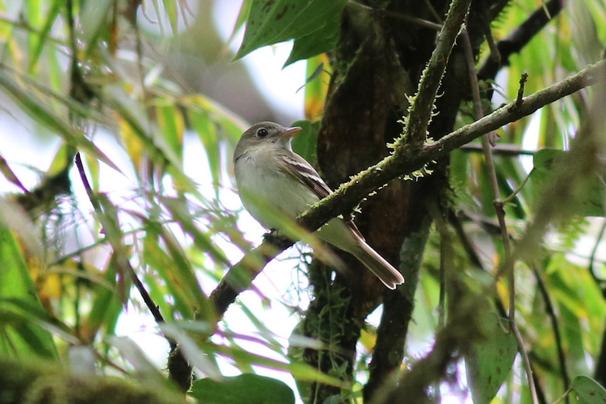 Moucherolle vert - ML647758181