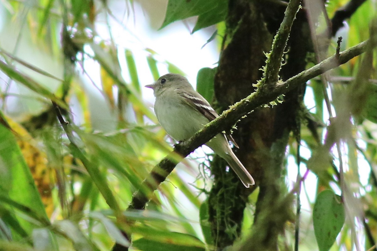 Moucherolle vert - ML647758182