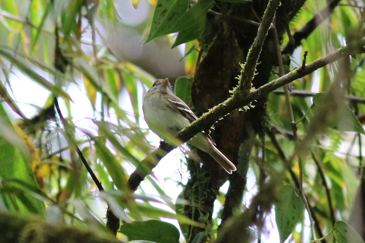 Moucherolle vert - ML647758183