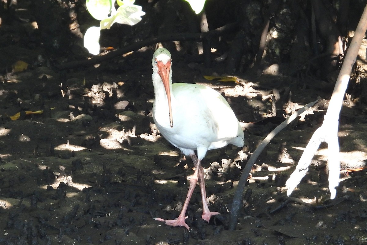 Corocoro Blanco - ML647758185