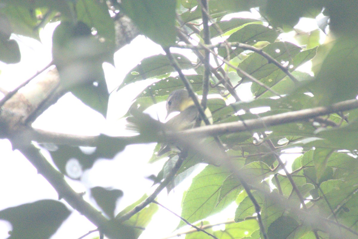 Philadelphia Vireo - ML647758187