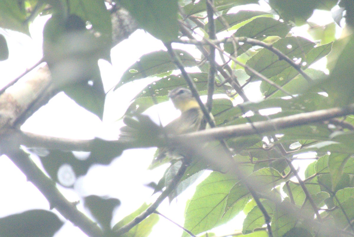 Philadelphia Vireo - ML647758194