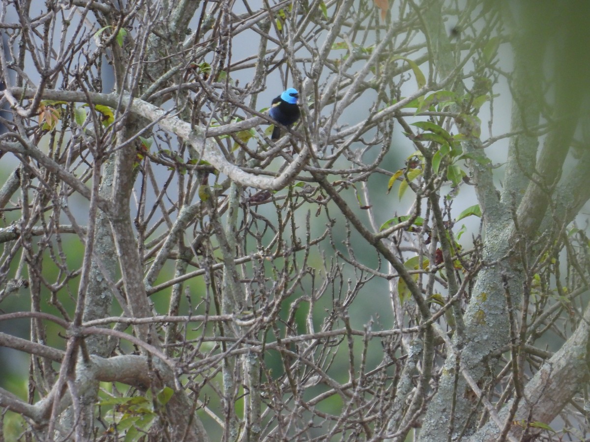 Blue-necked Tanager - ML647758196