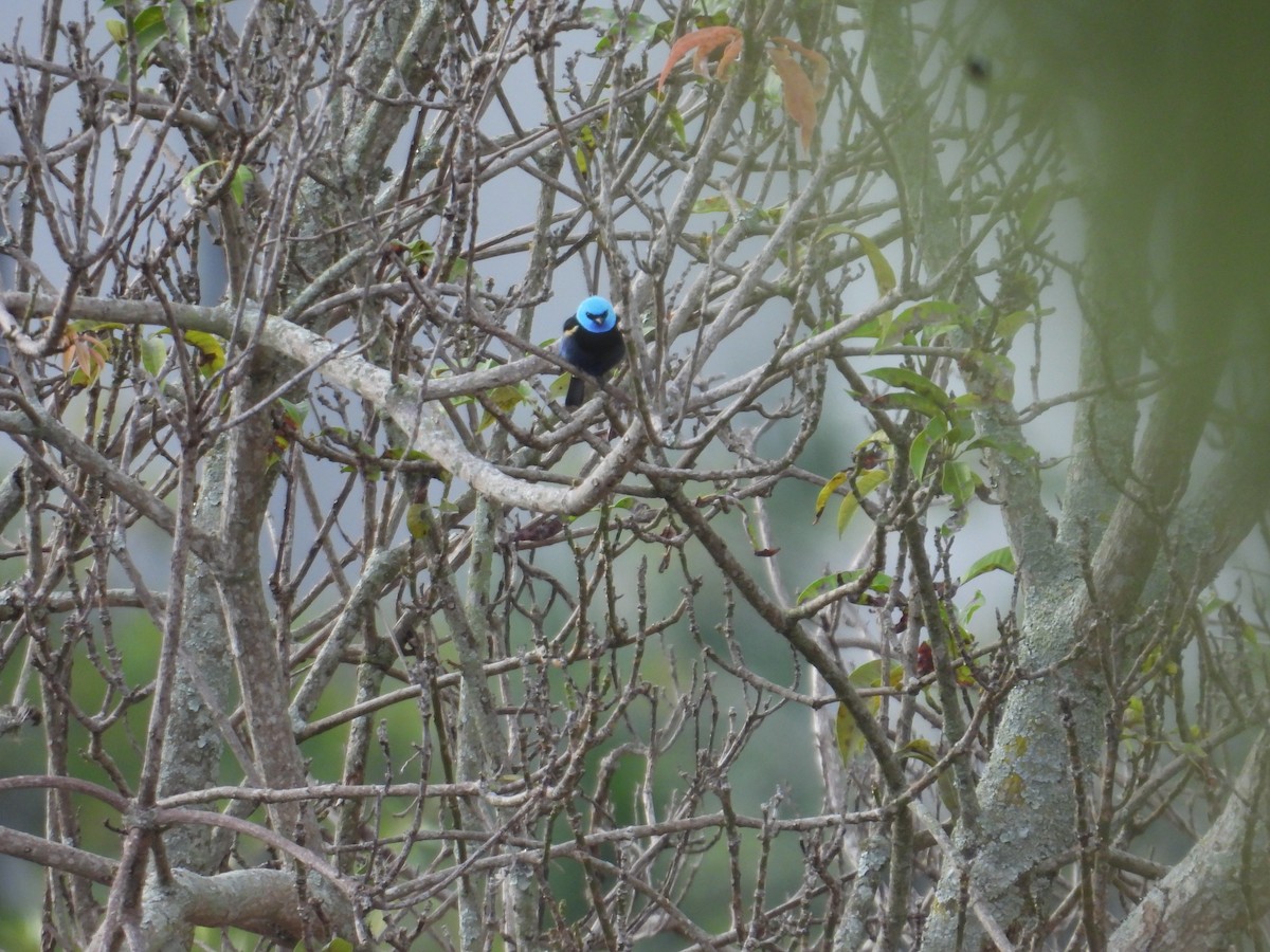 Blue-necked Tanager - ML647758197