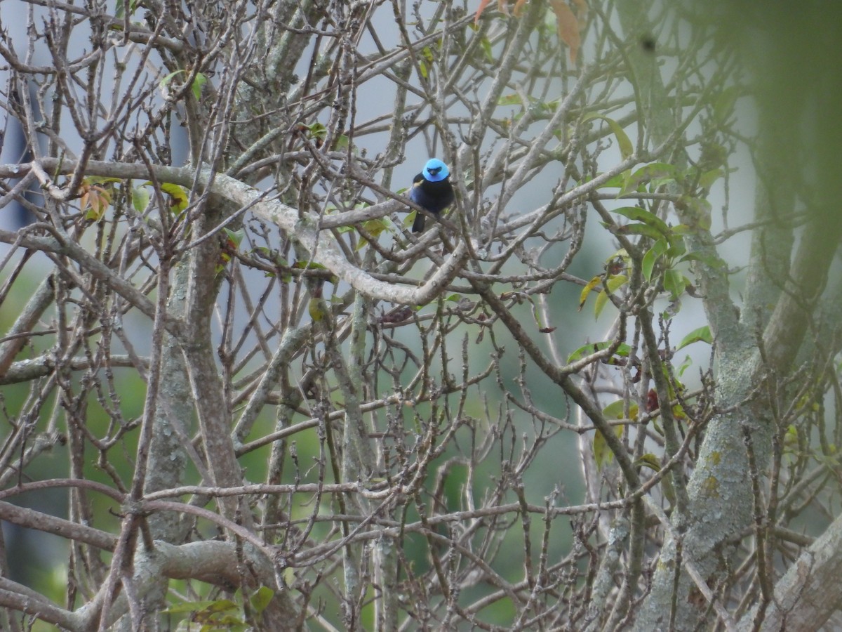 Blue-necked Tanager - ML647758198