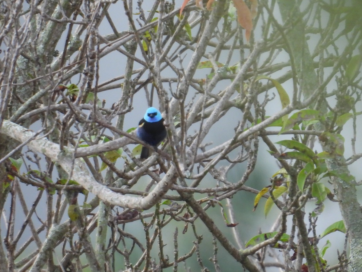 Blue-necked Tanager - ML647758199