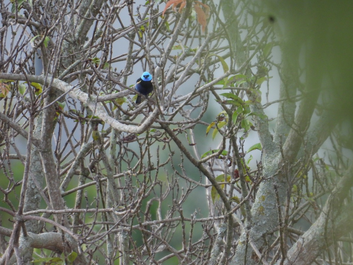 Blue-necked Tanager - ML647758200