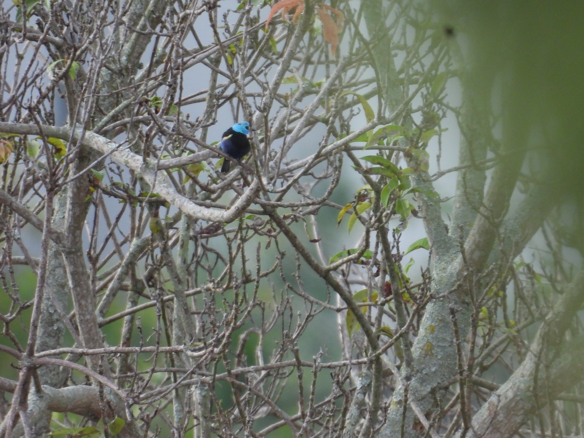 Blue-necked Tanager - ML647758201