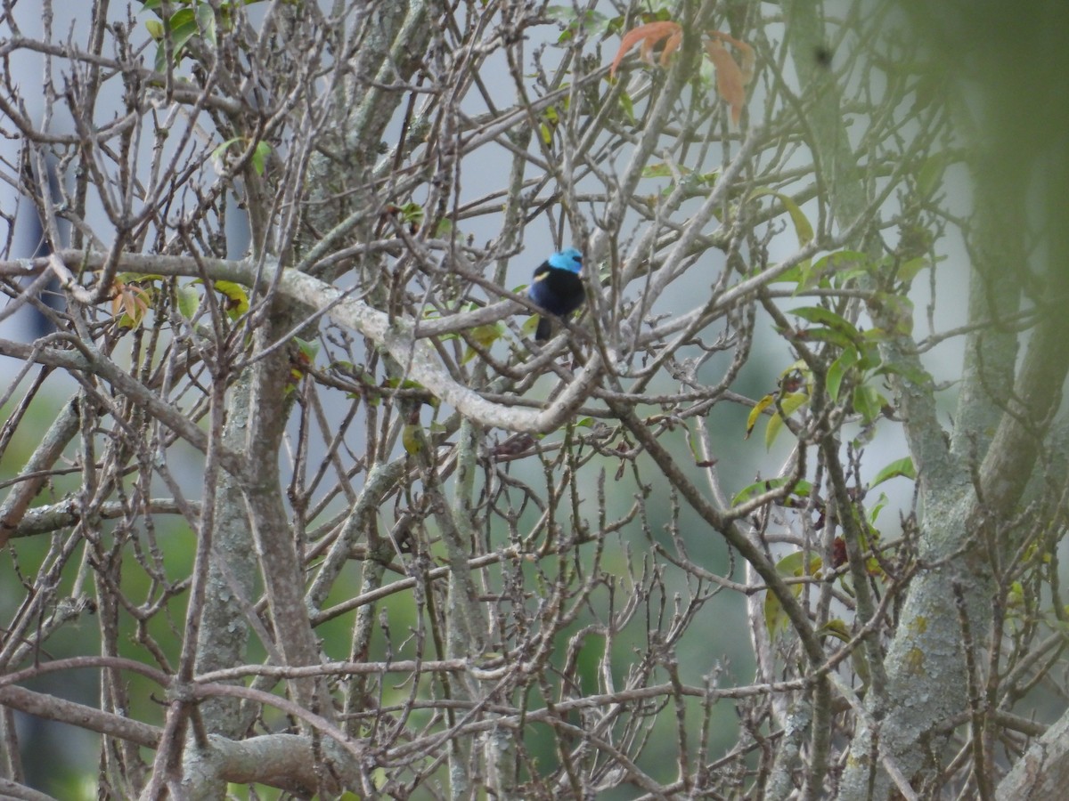 Blue-necked Tanager - ML647758202