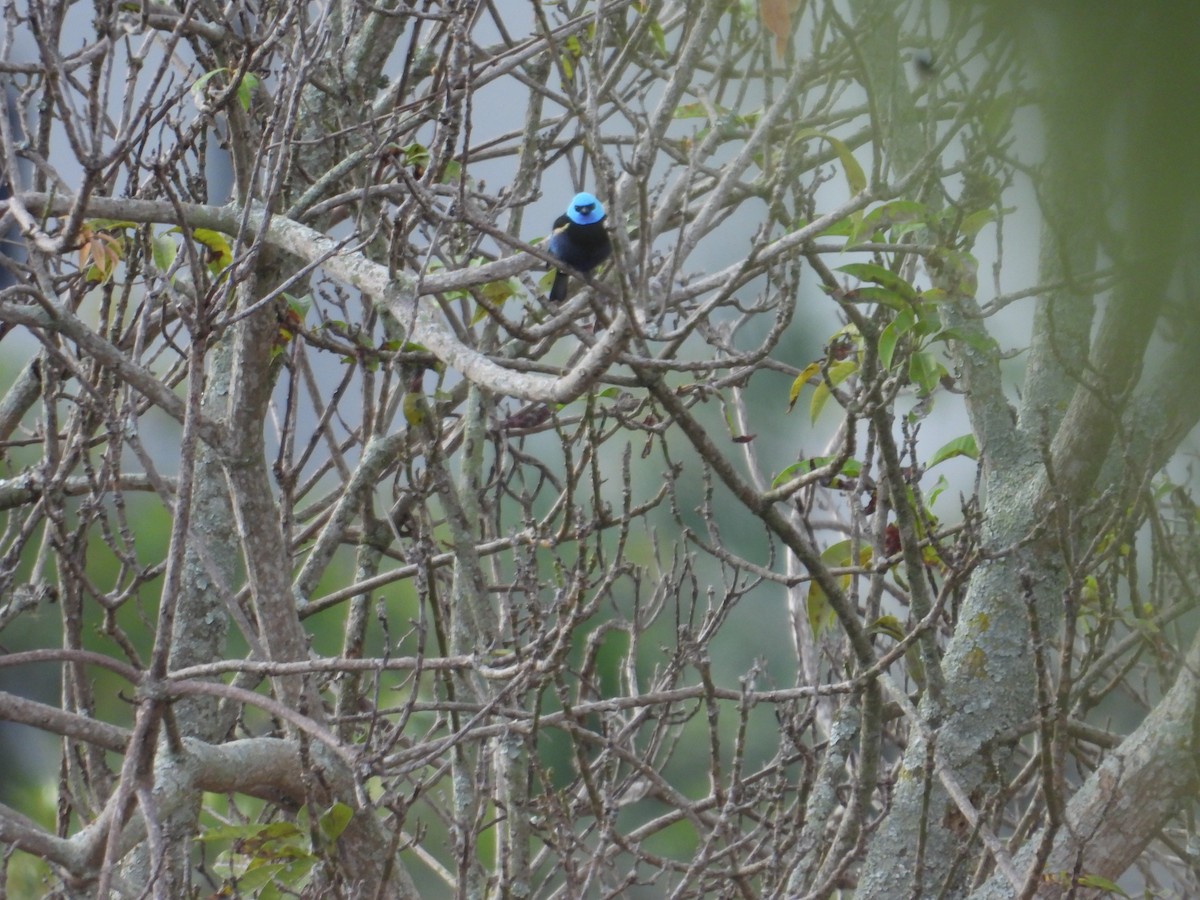 Blue-necked Tanager - ML647758203