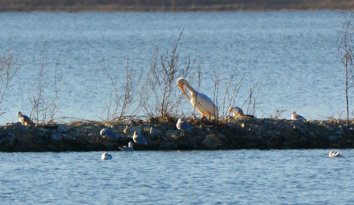 American White Pelican - ML647758205
