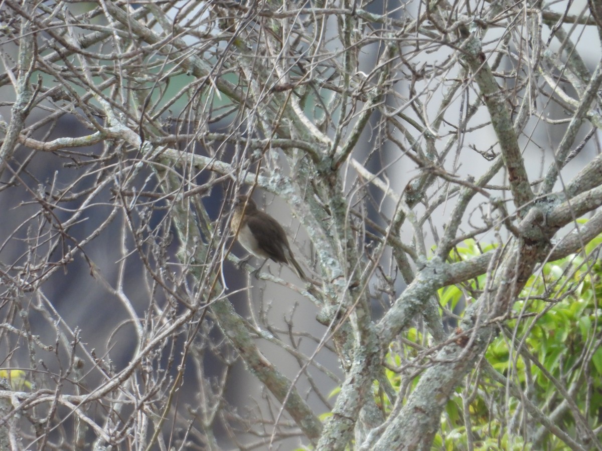 Black-billed Thrush - ML647758210