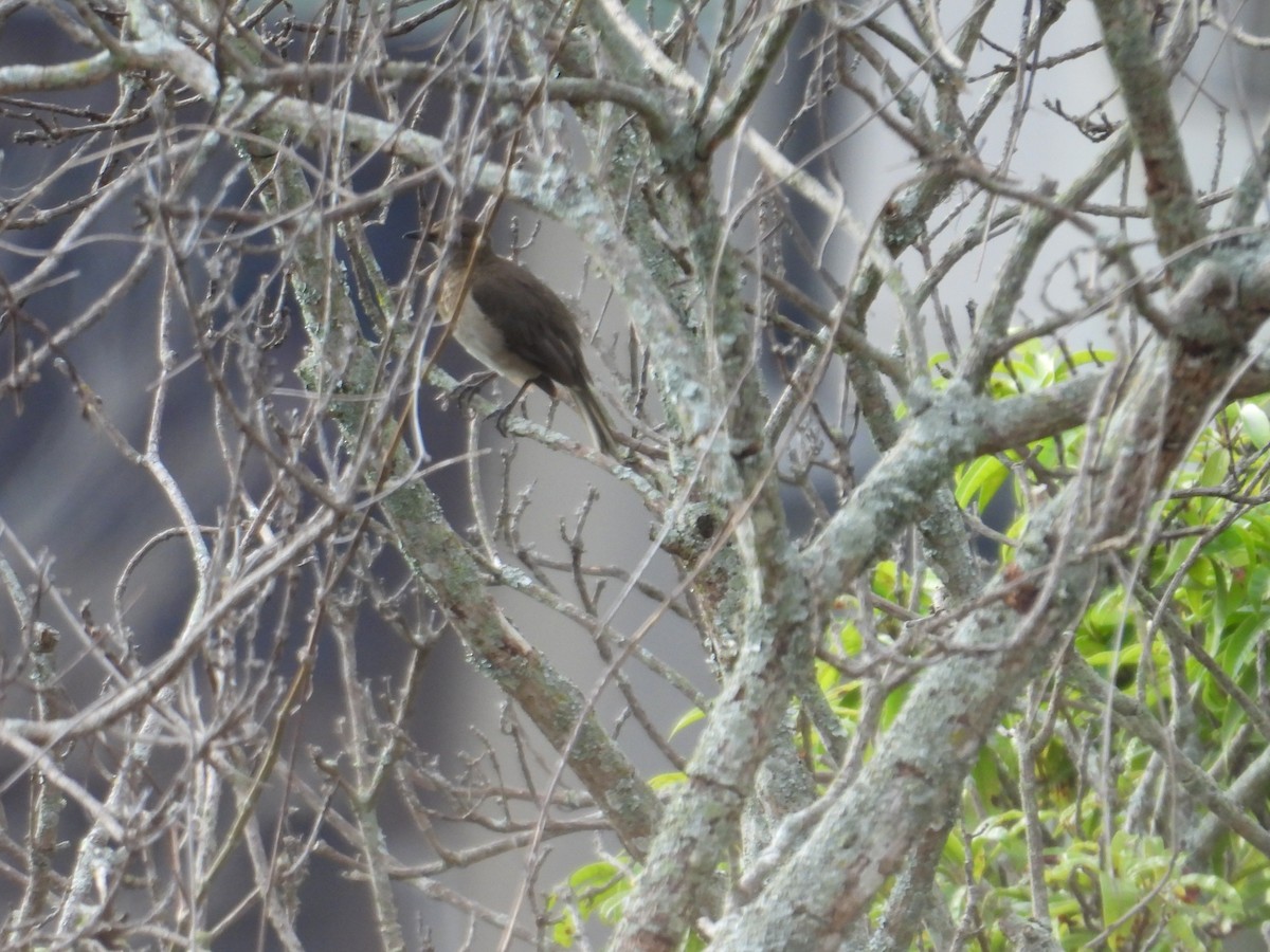 Black-billed Thrush - ML647758211
