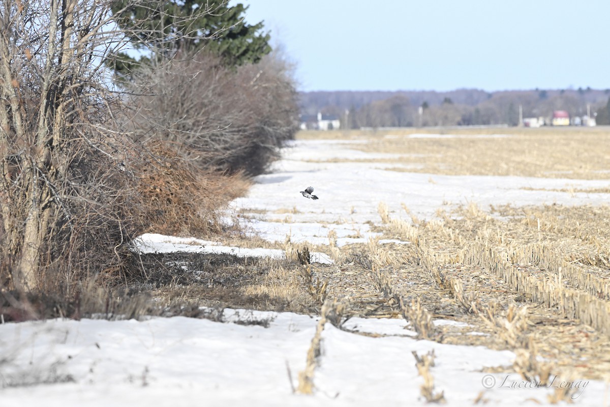 Blue Jay - ML647758215