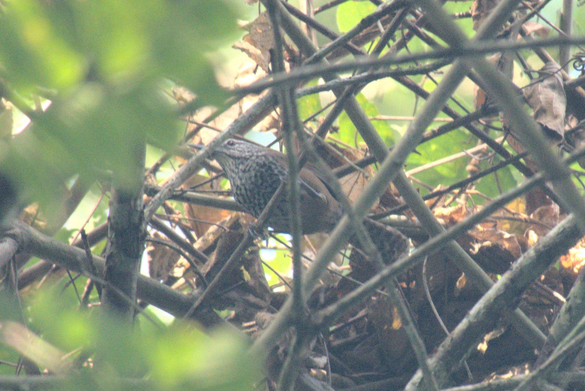 Spot-breasted Wren - ML647758235