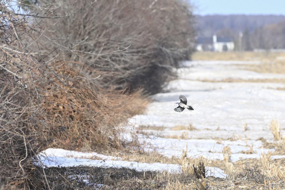Blue Jay - ML647758236