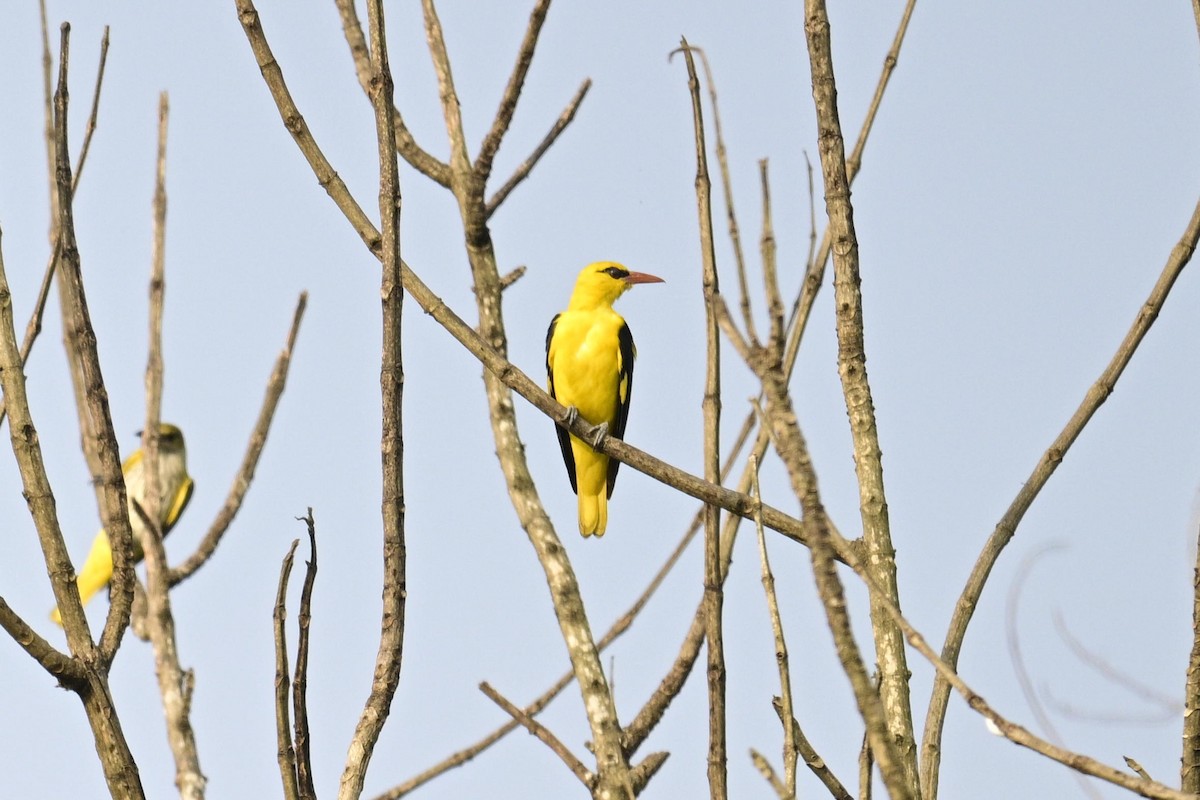 Loriot indien - ML647758245