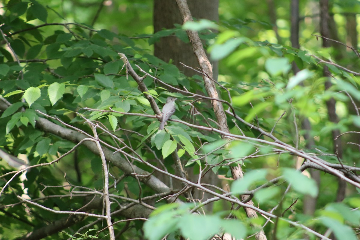 Eastern Wood-Pewee - ML647758251