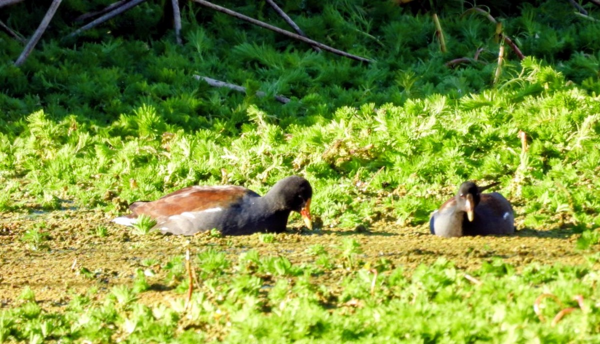 Курочка латиноамериканська - ML647758267