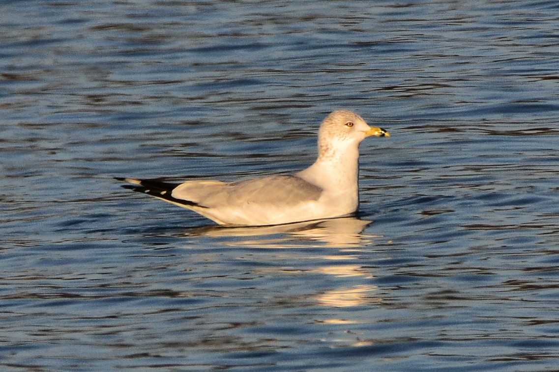 Ring-billed Gull - ML647758356
