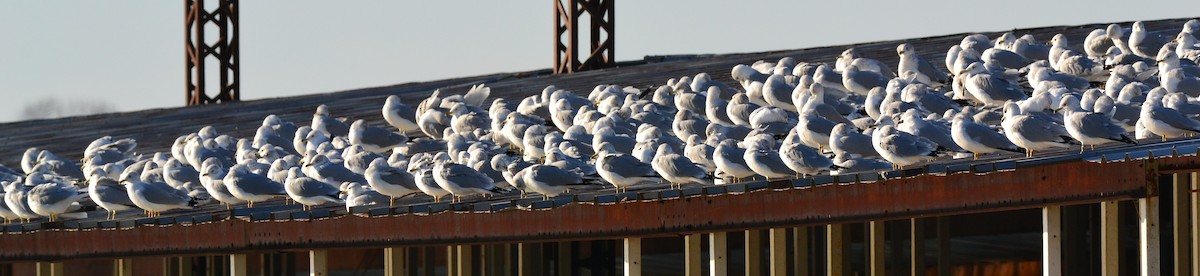 Ring-billed Gull - ML647758357